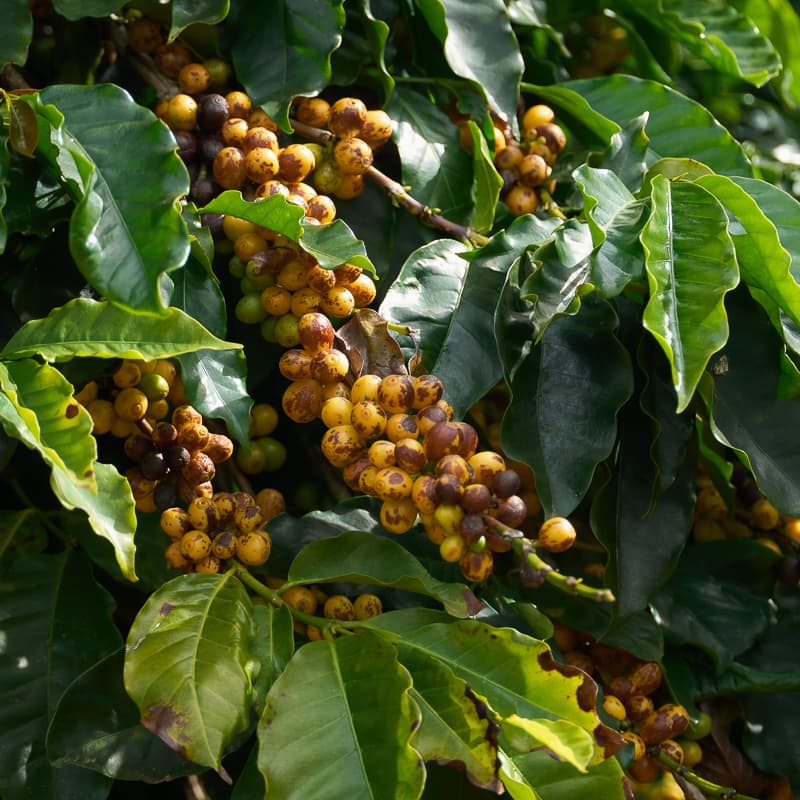 브라질 Maria da Fé [Bonifácio] Arara Natural